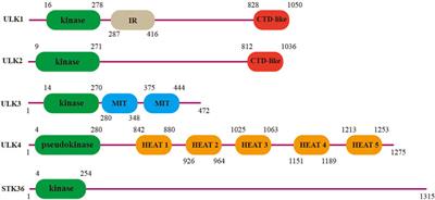 ULK4 in Neurodevelopmental and Neuropsychiatric Disorders